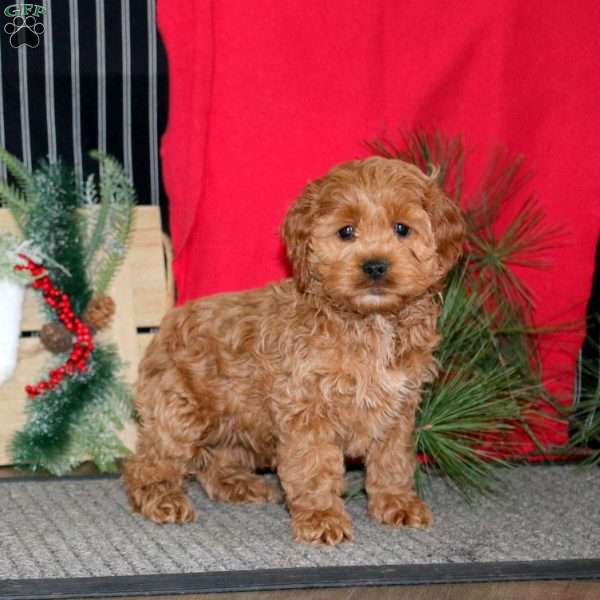 Rilynn, Cockapoo Puppy