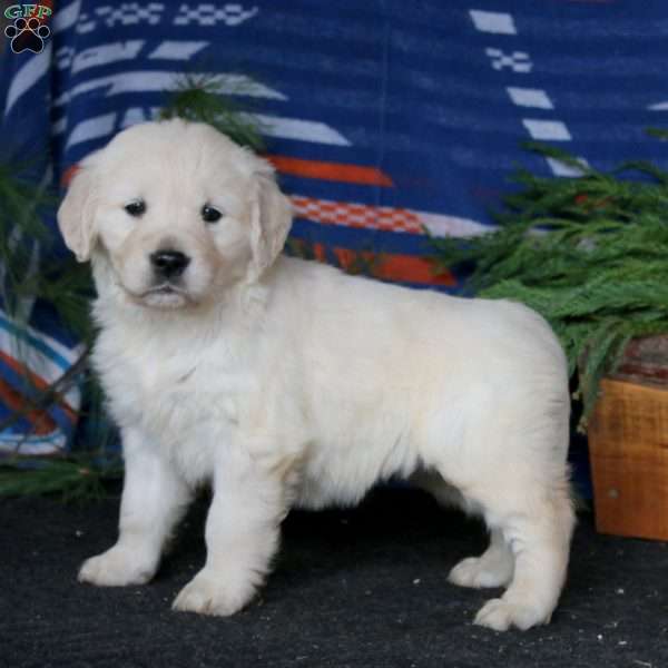 Rilynn, English Cream Golden Retriever Puppy