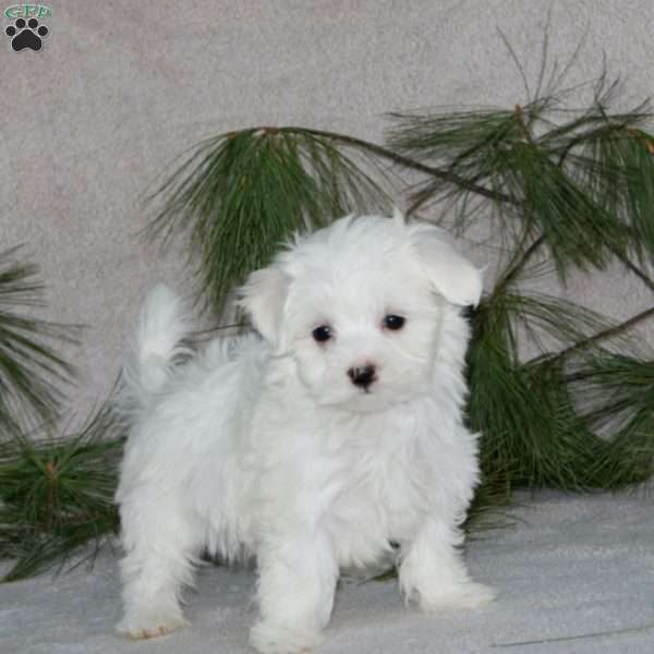 Rilynn, Maltese Puppy