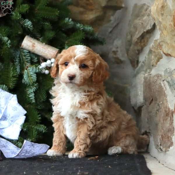 Rilynn, Maltipoo Puppy