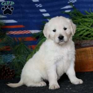 Rilynn, English Cream Golden Retriever Puppy
