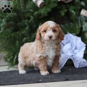 Rilynn, Maltipoo Puppy