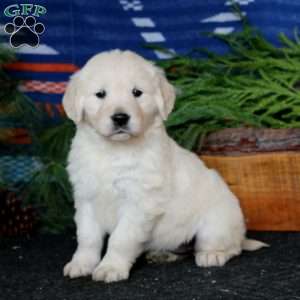 Rilynn, English Cream Golden Retriever Puppy