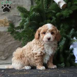 Rilynn, Maltipoo Puppy