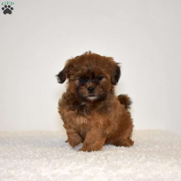 Ripples, Shih Tzu Mix Puppy