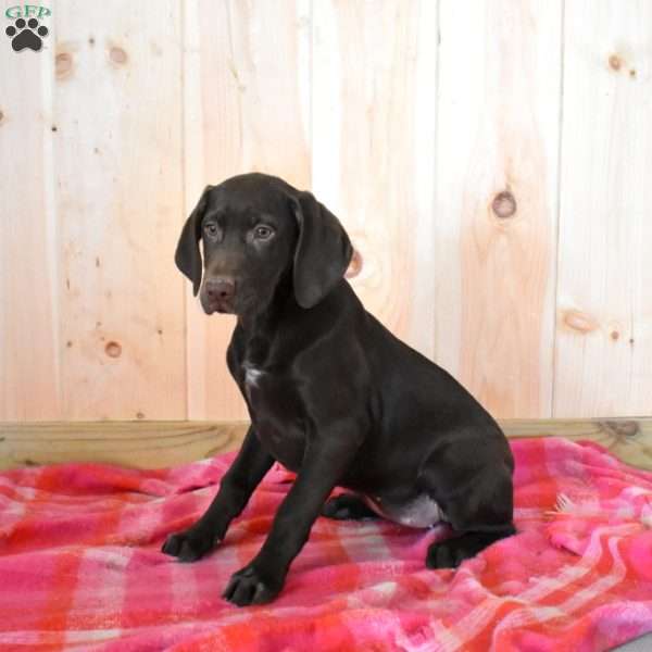 Ripples, German Shorthaired Pointer Puppy