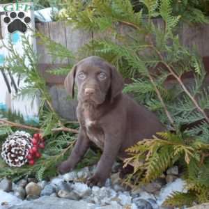 Ripples, German Shorthaired Pointer Puppy