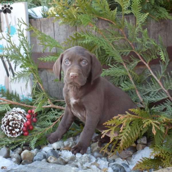 Ripples, German Shorthaired Pointer Puppy