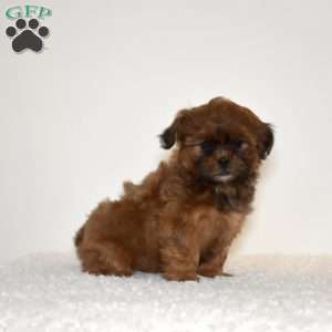 Ripples, Shih Tzu Mix Puppy