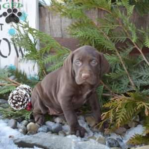 Ripples, German Shorthaired Pointer Puppy