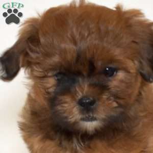 Ripples, Shih Tzu Mix Puppy