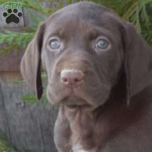 Ripples, German Shorthaired Pointer Puppy