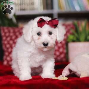 Rita, Bichon Frise Puppy