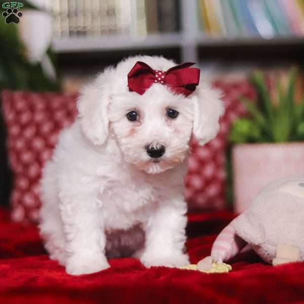 Rita, Bichon Frise Puppy
