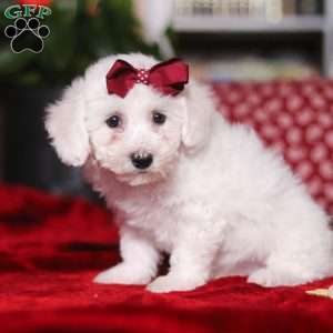 Rita, Bichon Frise Puppy