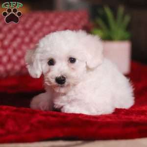 Rita, Bichon Frise Puppy