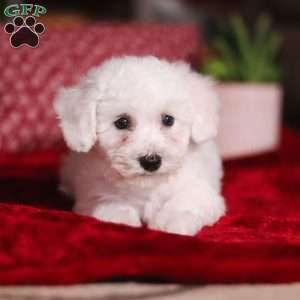 Rita, Bichon Frise Puppy