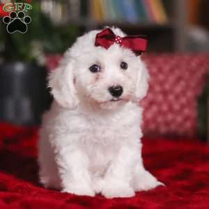 Rita, Bichon Frise Puppy
