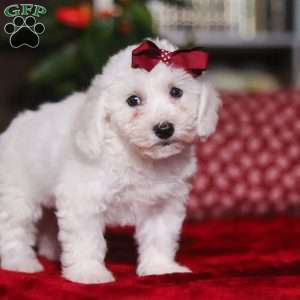 Rita, Bichon Frise Puppy