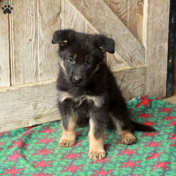 Rita, German Shepherd Puppy