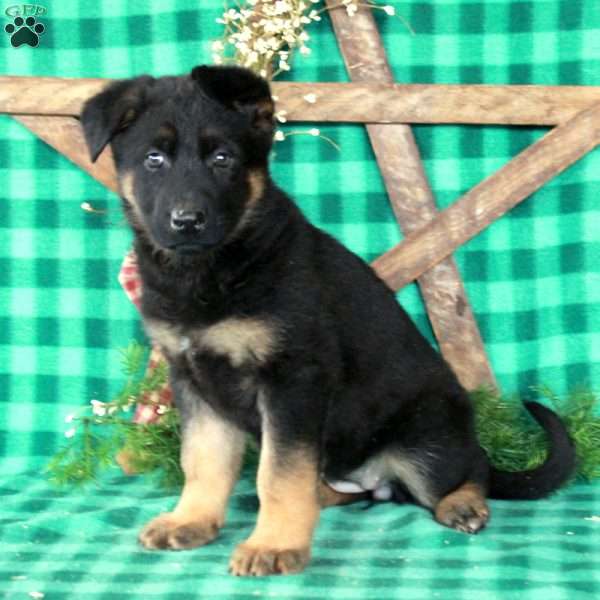 Rita, German Shepherd Mix Puppy