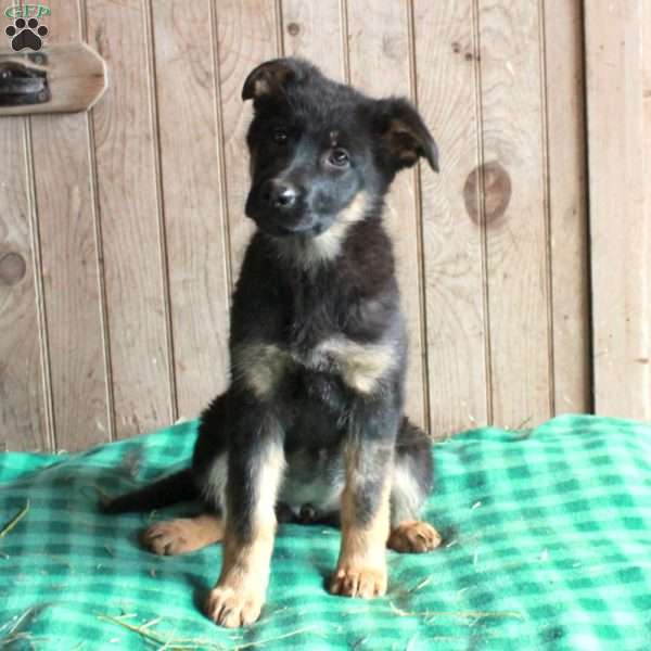 Rita, German Shepherd Puppy