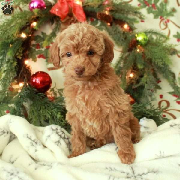 Rita, Toy Poodle Puppy