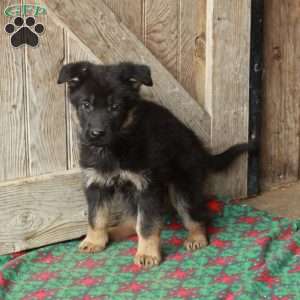 Rita, German Shepherd Puppy