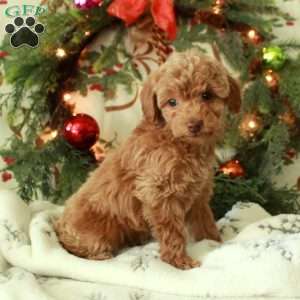 Rita, Toy Poodle Puppy