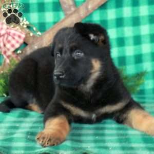 Rita, German Shepherd Mix Puppy