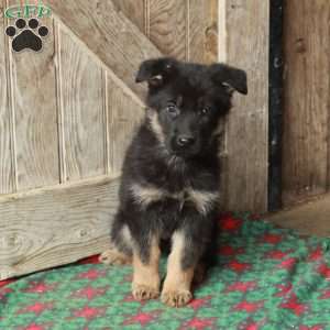 Rita, German Shepherd Puppy