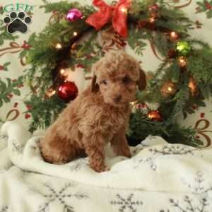 Rita, Toy Poodle Puppy