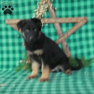 Rita, German Shepherd Mix Puppy