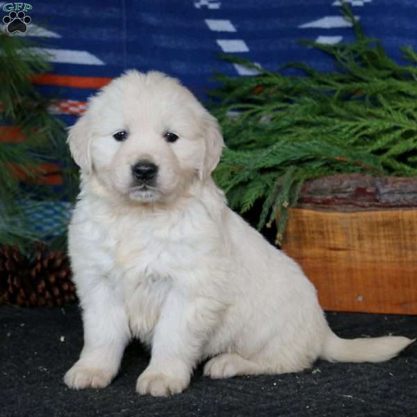 Rita, English Cream Golden Retriever Puppy