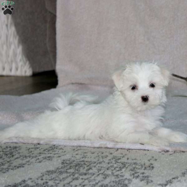 Rita, Maltese Puppy