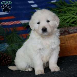 Rita, English Cream Golden Retriever Puppy