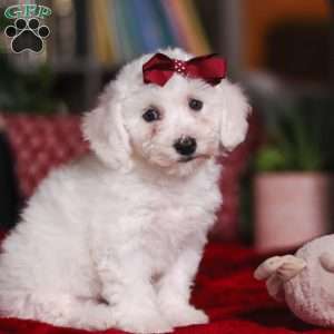Rita, Bichon Frise Puppy