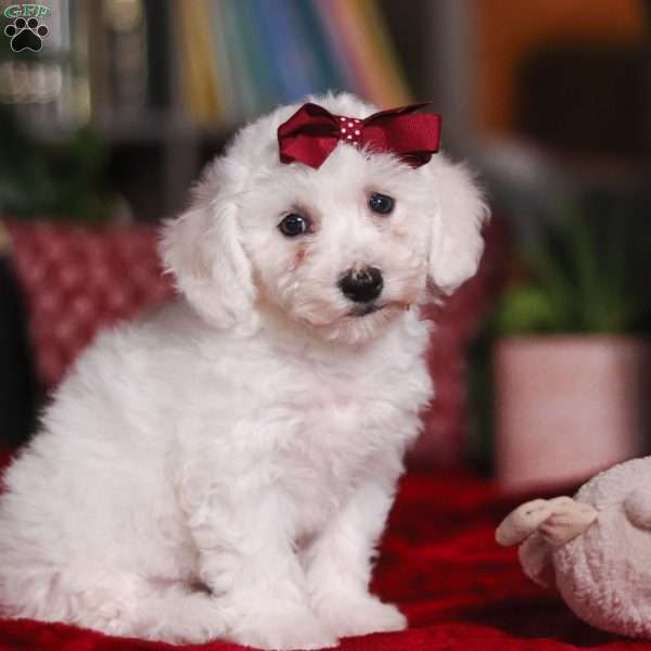 Rita, Bichon Frise Puppy