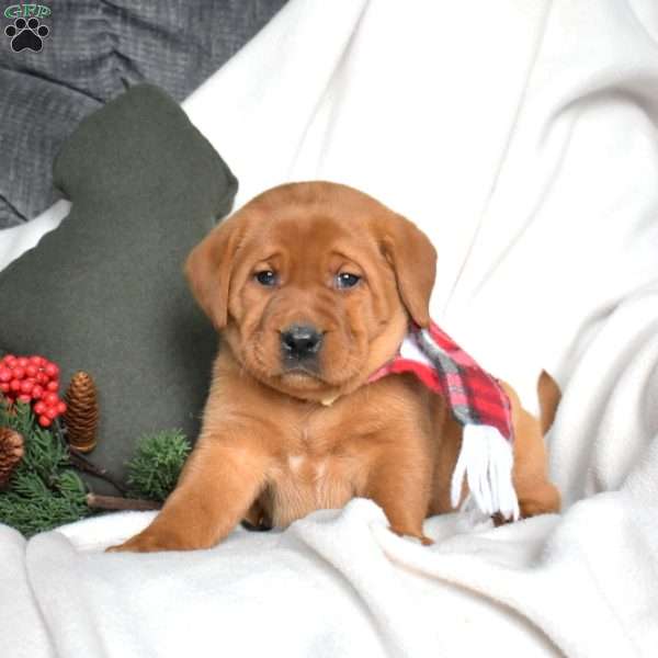 River, Fox Red Labrador Retriever Puppy