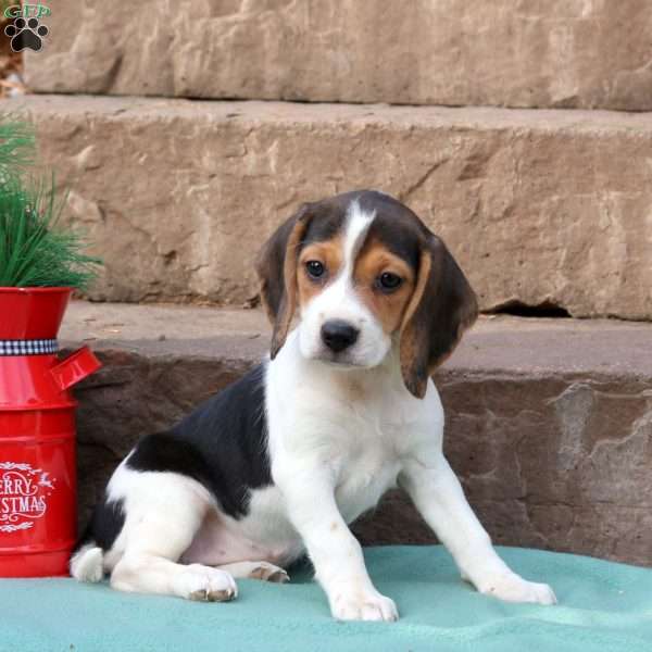 River, Beagle Puppy