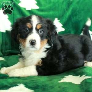 River, Miniature Bernese Mountain Dog Puppy