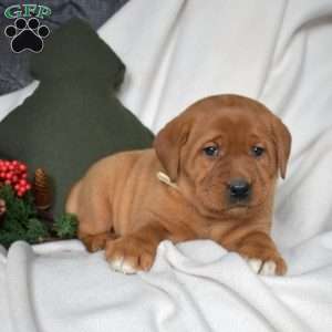 River, Fox Red Labrador Retriever Puppy