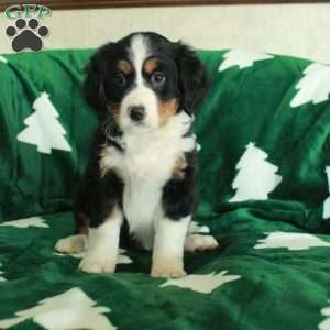 River, Miniature Bernese Mountain Dog Puppy