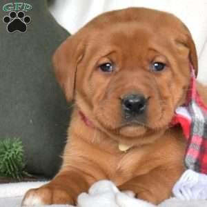River, Fox Red Labrador Retriever Puppy