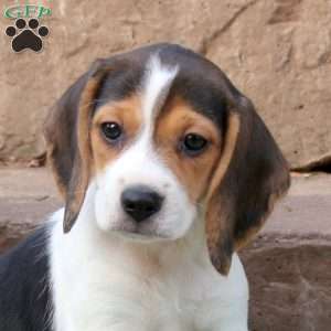 River, Beagle Puppy
