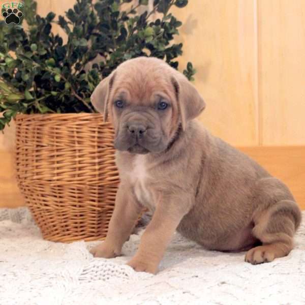 River, Cane Corso Puppy