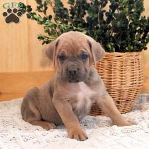 River, Cane Corso Puppy