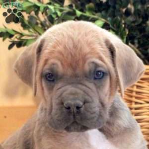 River, Cane Corso Puppy