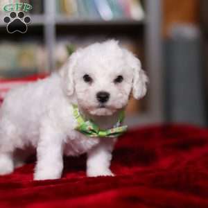 Robby, Bichon Frise Puppy