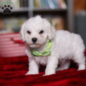 Robby, Bichon Frise Puppy